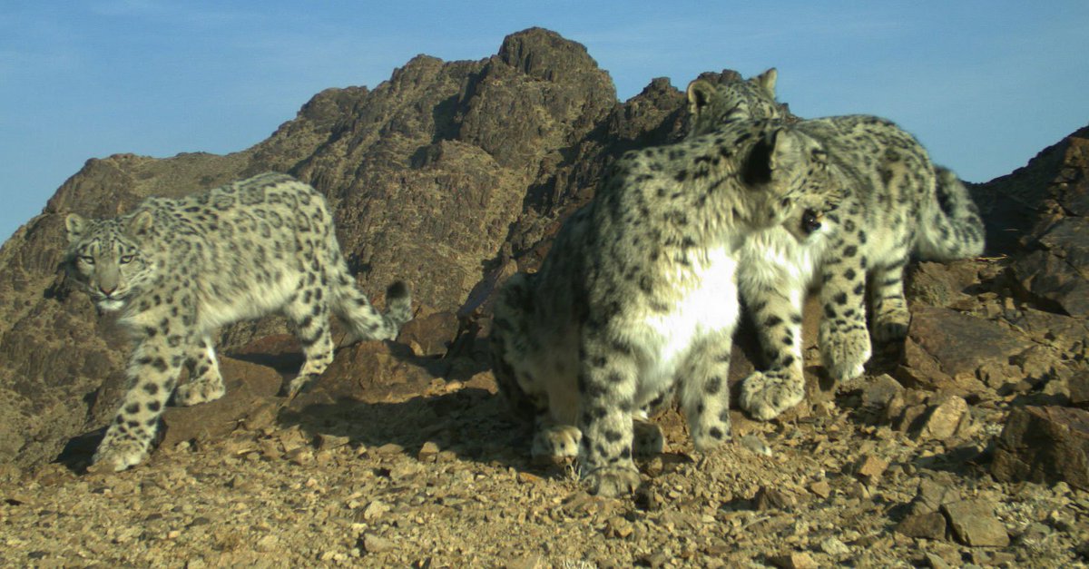 Snow Leopard Trust tweet media