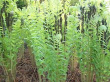 greenthumbfarms's tweet photo. Looking for an accent plant to created along a shaded border?  The Interrupted Fern is a great option for you.  Read more about it at https://t.co/V8cgGfX7Qr https://t.co/FTtNIcrUtM