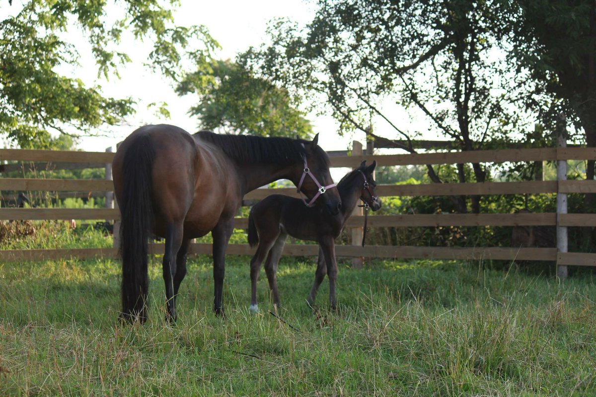camelina oil for horses canada