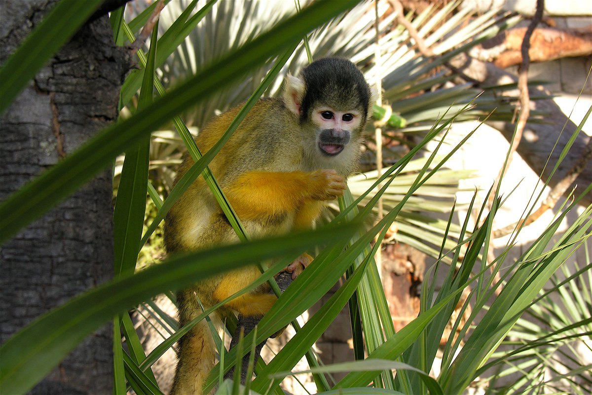TerraNaturaZoo's tweet photo. ¡A los #monosardilla o #saimiris les encanta su nuevo hogar!
🐒🐒🐒 🏡
Acércate al área de América y los verás jugar, correr y saltar.
😍😍😍 https://t.co/gzKyVrR39b