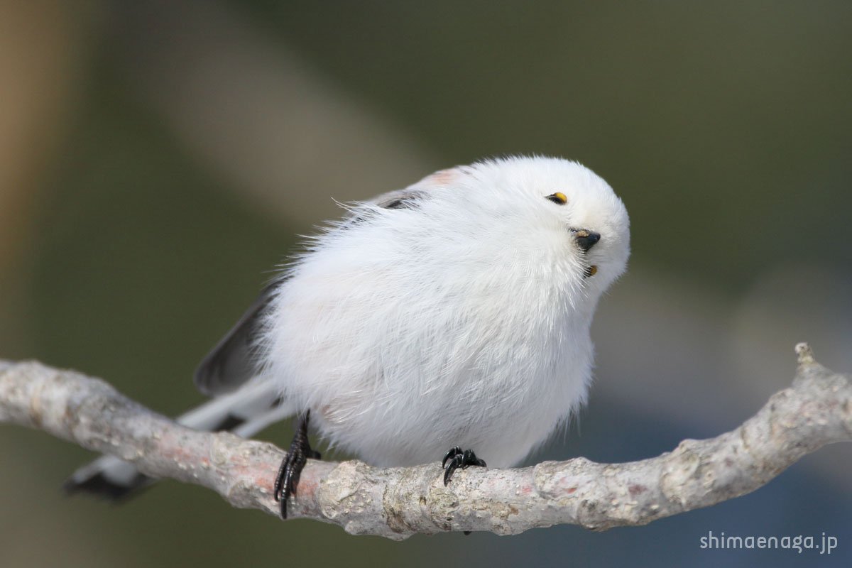 ぼく シマエナガ Twitterissa 死ぬまでに一度は生で見たい世界で一番かわいい鳥 名前 シマエナガ 島柄長 名前の由来 ひしゃくの柄のように長い尾から 島は北海道を指す 生息地 北海道 全長 約14cm 半分は尾が占める 体重 約7g 500円玉ぐらい