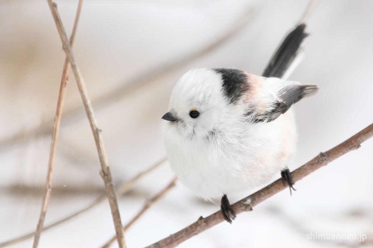 動物画像無料 最高世界 一 可愛い 鳥