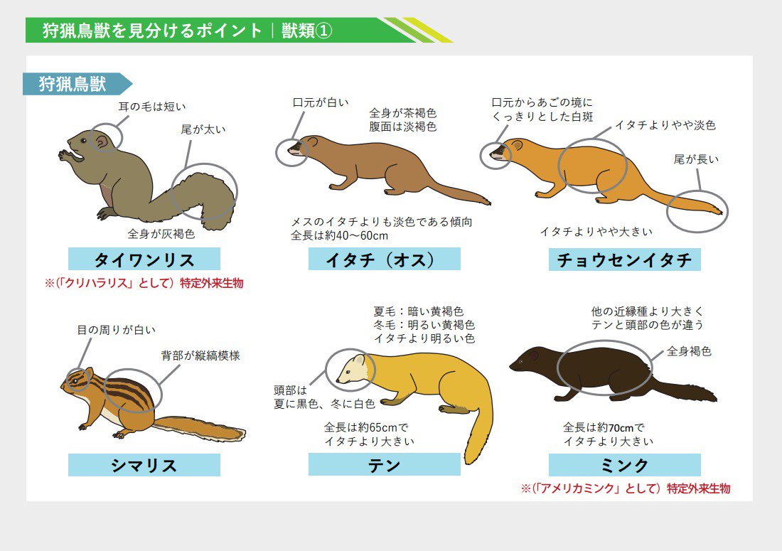 Gfb V Twitter 鳥獣の獣の方 狩猟獣としてタイワンリス シマリス イタチ オス チョウセンイタチ テン ミンク ニホンジカ キツネ 非狩猟獣としてニホンリス ムササビ モモンガ イタチ メス オコジョ カモシカ ニホンザル