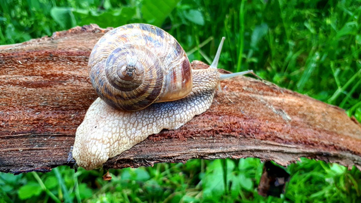 the_real_jameel's tweet photo. #Samsung #GalaxyA52017 #macro technology
🐌 #4K 16mpx #AFocus #focus #green #photography #rainyday #beautifulview #uhd
Photo by @the_real_jameel https://t.co/uNgMgwn8zA