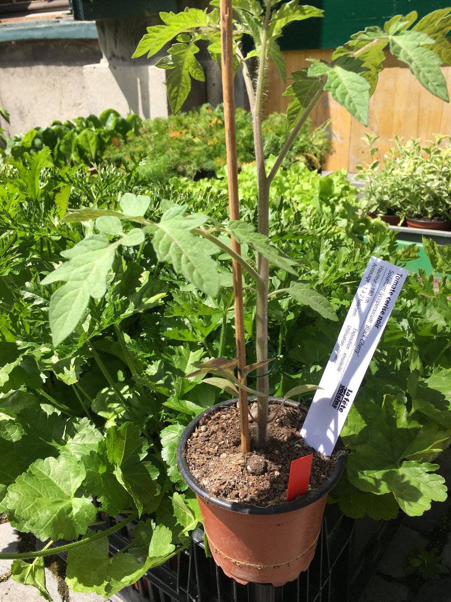 FDVLausanne's tweet photo. les plantes sont arrivées! venez chercher vos kits au Barbare aujourd’hui #fdvl18 https://t.co/h511CdIuE8