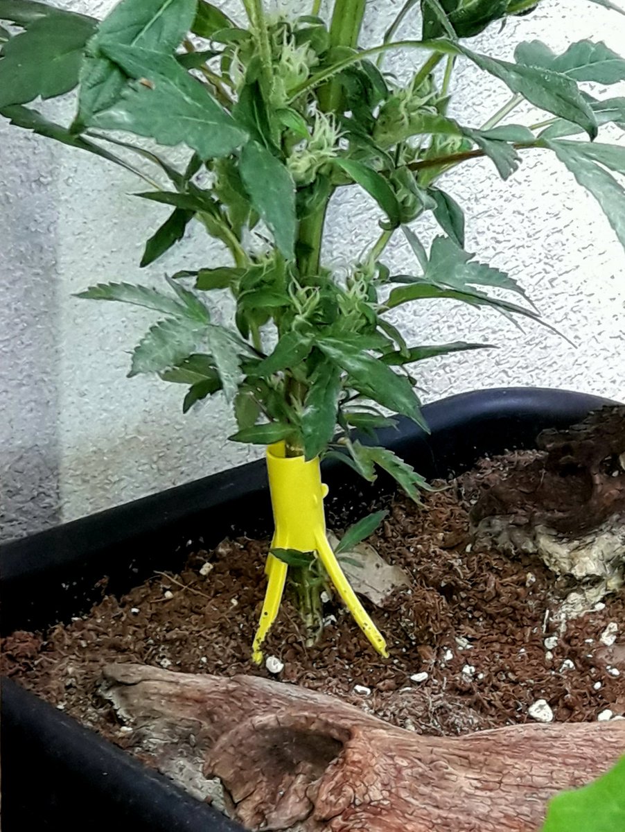 Apez140's tweet photo. @soulofrasta @Medussa_Protect @GrowGreenSheep @Roxeles @ChanelPalenzue1 @mrnaturalshop @bubba_kush93 @Manuskrito7 @MARIJUANAM4N @ThatWeedCouple @golloelcogollo Pues Mirad Peace and Cía,
Mi Hada @INMAQ16 las usa en su #HuertoEnCasa, yo en mi #CultivoDeTerraza, #ChocoCandy2 @GreenbudSeeds en su tercera Vida, y son de #ColoresVarios
Alegría :'-)))) https://t.co/VsgkrPJXwr