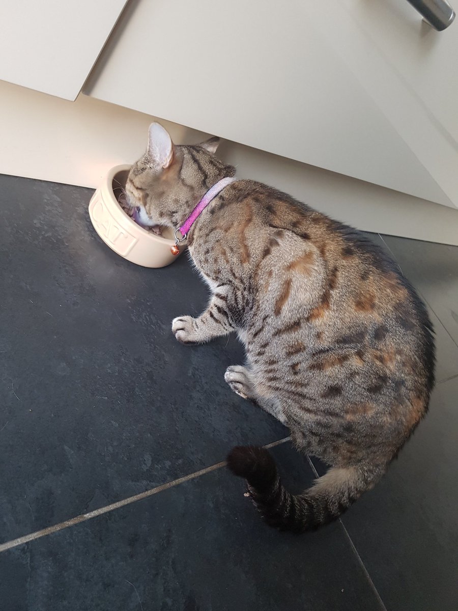 ShepherdBengal's tweet photo. A happy bengal customer! #shepherdandbengal #cats #bengal #CroxleyGreen #rickmansworth #watford #catvisit #kingslangley #CatsOfTwitter #catlovers https://t.co/IqfGjl2bD6