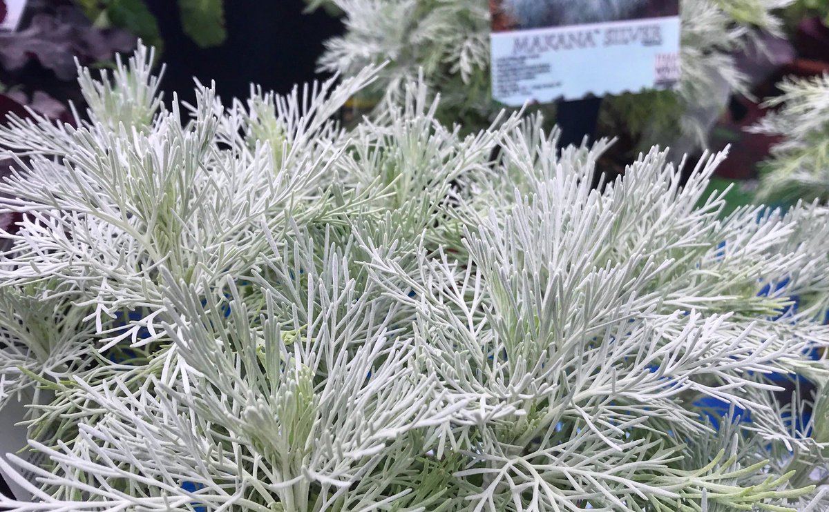 New Artemisia MAKANA™ Silver. Soft, silver mound is pettable. No stink &amp; not brittle. Use in pots, as accent, in mass. Grows fast &amp; needs good drainage. Perennial <a href="/USDA/">Dept. of Agriculture</a> Z9-11, annual in colder. #HawaiiNative <a href="/TerraNovaNurs/">TERRA NOVA Nurseries</a> <a href="/ECGrowers/">Emerald Coast Growers</a> <a href="/SoGardening/">Southern Gardening</a> <a href="/Petals0069/">Petals from the Past</a> #Artemisiamauiensis