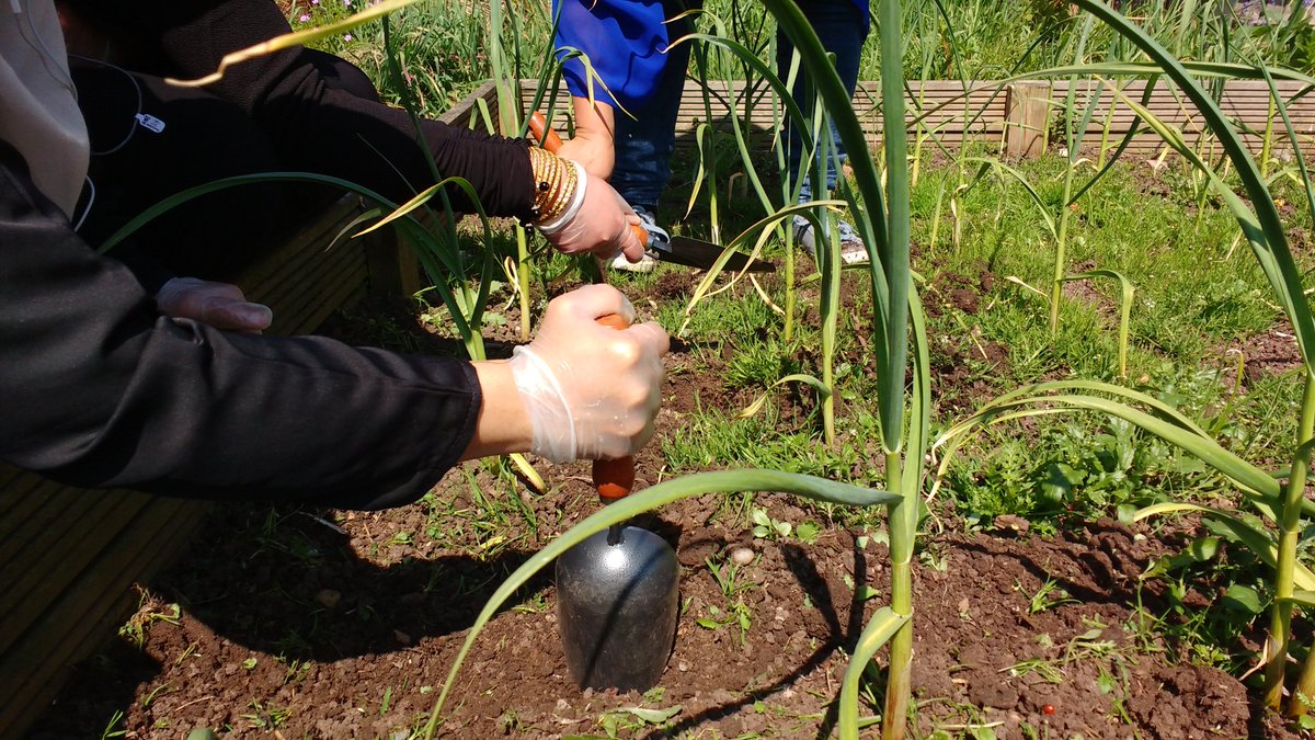GrowHistory's tweet photo. Look at the work done in our last gardening session! Starting tomorrow @growhistory will be hosting gardening work days every Tuesday at 10am @ashianacp, 21-25 Grantham Rd, B11 1LU. Come down, get some exercise and learn to grow your own food @heritagelottery #gardening #exercise https://t.co/99jAflDIJn