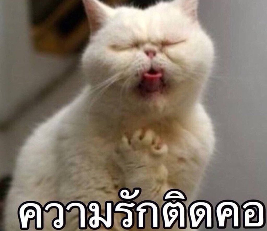 K7SFG's tweet photo. รัมคาน https://t.co/6Nr9qjAuEJ