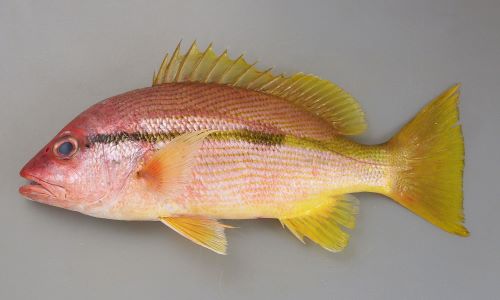 Terit 水属性p در توییتر 浅利七海45位を祝して ヨコ スジフエダイ レア魚 とか ヨコ シマサワラ レア魚 とか 食べるのはどうかな それともヨコエビ 魚の餌 なら すぐ入手できるかな