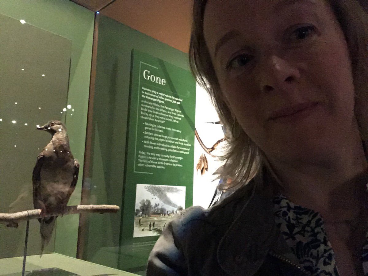 CuratorClare's tweet photo. Hanging out with Martha @NMNH. The last ever Passenger Pigeon and so one of the most famous pieces of taxidermy in the world, for all the wrong reasons 😔. One of those toe-tingling #MuseumMoments #GoneButNotForgotten #ObjectsofWonder https://t.co/O1OdtrFoOT