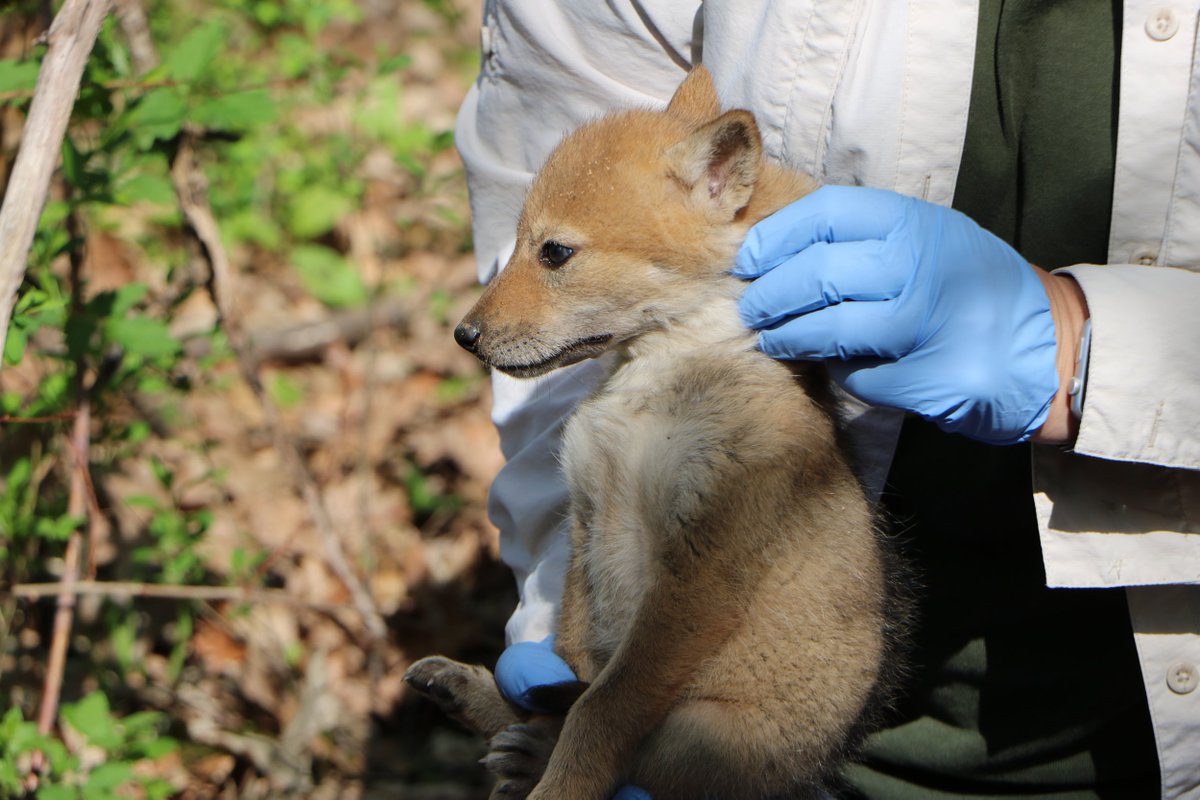 FPDCC's tweet photo. #CoyoteWeek: Each spring, biologists do medical work ups on pups as part of the Urban Coyote Research Project—a partnership between @FPDCC, Cook County Animal & Rabies Control, @mcgraw_wildlife & @OhioState. This year they processed their 1,200th pup! https://t.co/jhIJ1oe37i https://t.co/WLDjGNAeYO