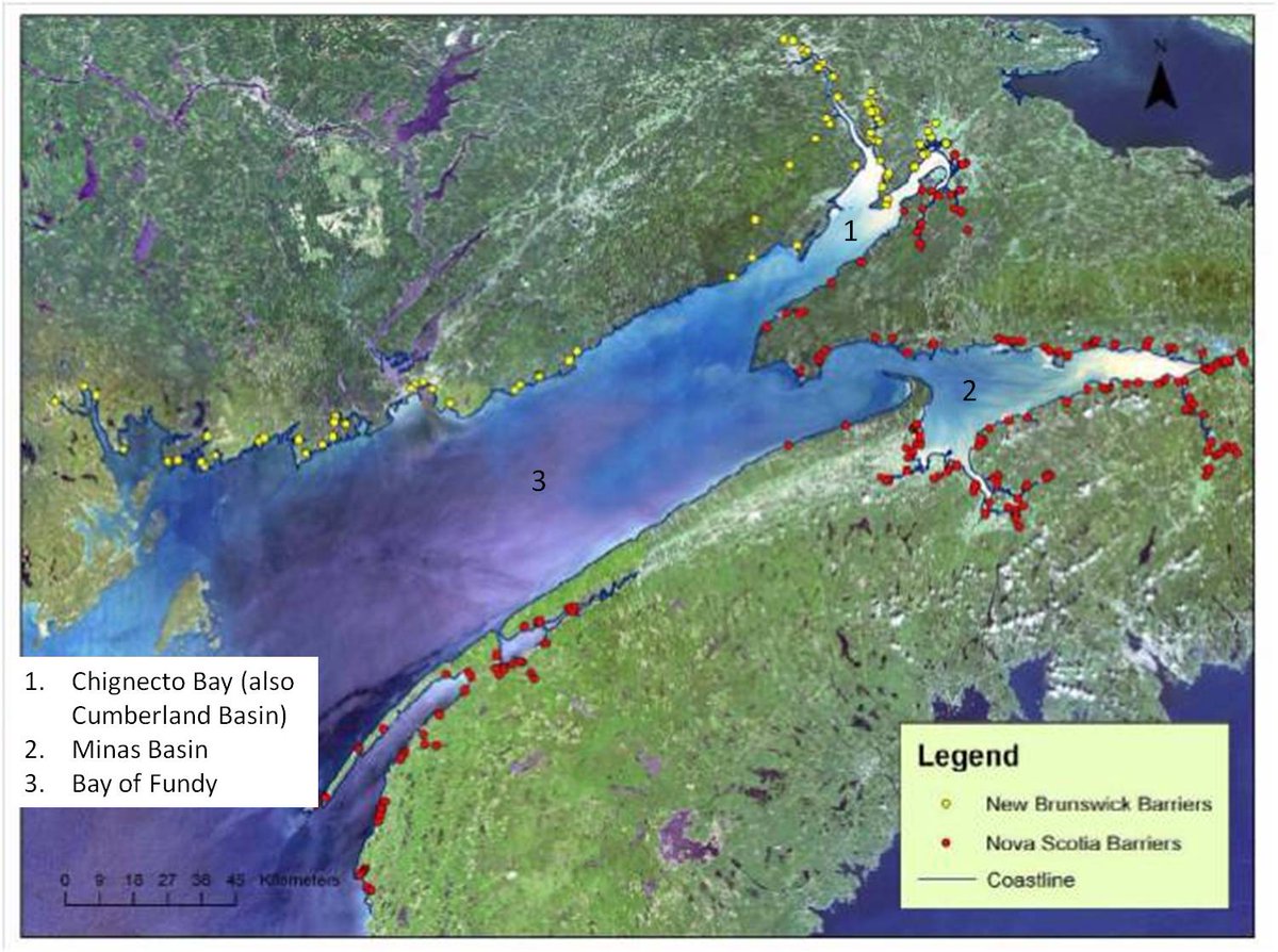 Pic1 from Van Proosdij  http://www.smu.ca/research/profiles/faculty/VanProosdij14.html. Pics 2-4 at Lusby marsh, E of #1 on pic 1. Lusby was dyked til '40s, then dykes broke, never repaired. Marsh since accreted >50cm, and actively creating its own new drainage. With the amazing Dr. Gail Chmura  https://chmuralab.weebly.com/ 