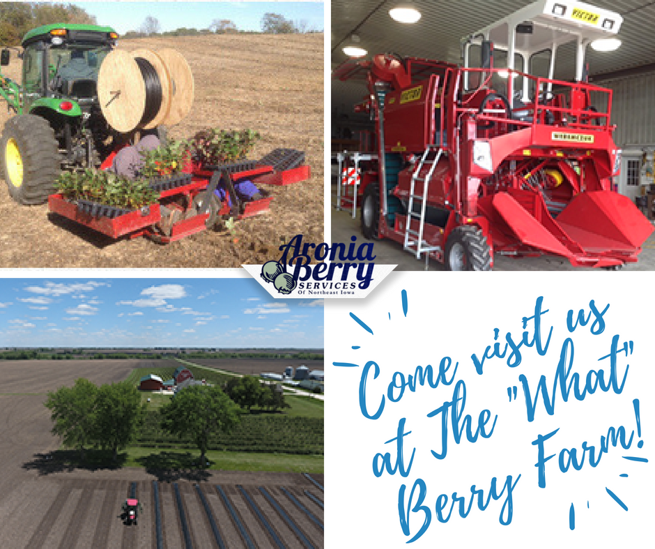 AroniaBerryServ's tweet photo. Come and visit us at The "What" Berry Farm! We are located at 3129 236th Street, Fairbank, Iowa. We'd love to see you and get you started with your own aronia plants. https://t.co/9DdBwj7Vm0