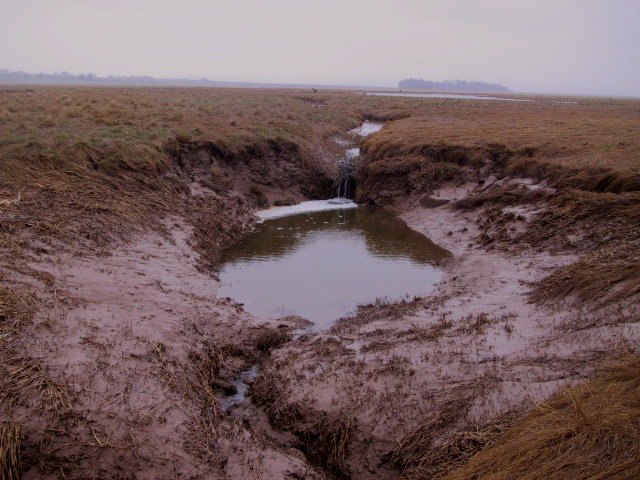 Pic1 from Van Proosdij  http://www.smu.ca/research/profiles/faculty/VanProosdij14.html. Pics 2-4 at Lusby marsh, E of #1 on pic 1. Lusby was dyked til '40s, then dykes broke, never repaired. Marsh since accreted >50cm, and actively creating its own new drainage. With the amazing Dr. Gail Chmura  https://chmuralab.weebly.com/ 