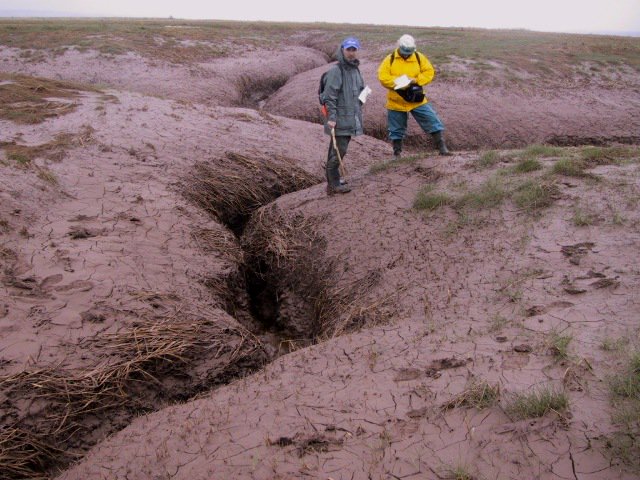 Pic1 from Van Proosdij  http://www.smu.ca/research/profiles/faculty/VanProosdij14.html. Pics 2-4 at Lusby marsh, E of #1 on pic 1. Lusby was dyked til '40s, then dykes broke, never repaired. Marsh since accreted >50cm, and actively creating its own new drainage. With the amazing Dr. Gail Chmura  https://chmuralab.weebly.com/ 