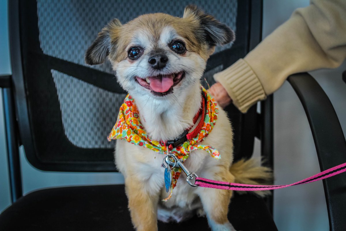 CoMoSubaru's tweet photo. Junebug is University Subaru's Dog of the Day!♥️🐶😍#UniversitySubaru #Subaru #Subee #ColumbiaMO #Columbia #Mizzou #Missouri #MO #COMO #LOVE #MIDMO  #dogoftheday #GoodBoys #dogsoftwitter #Doggos #pupper #puppylove https://t.co/xjhf8sV97M