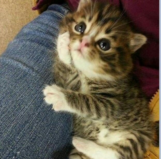 옹양이 🐱🐱🐱 tweet media