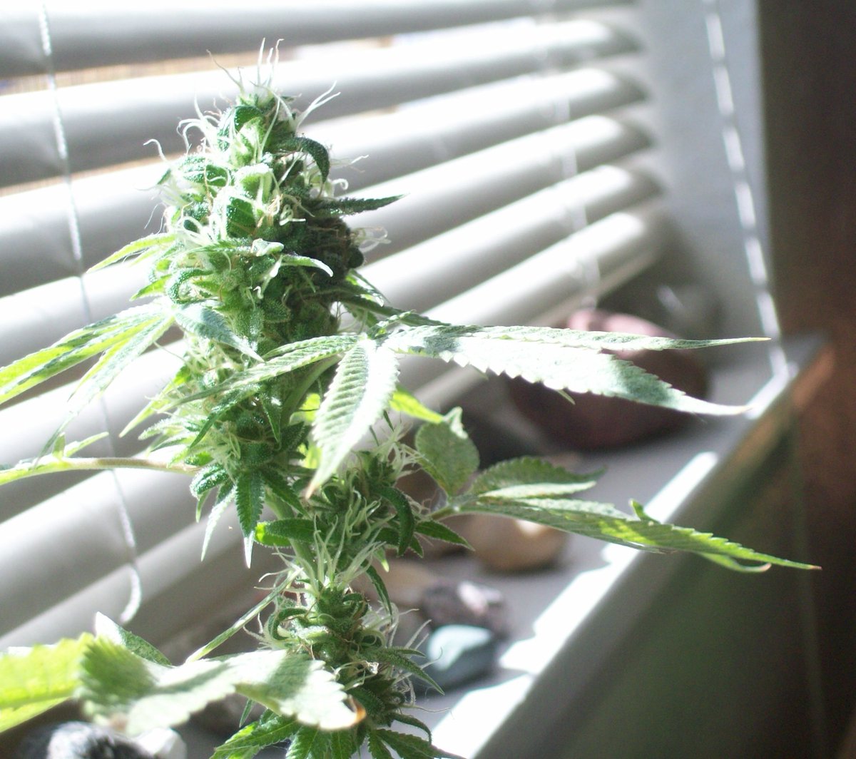 #Cannabis could help solve the opioid crisis, another study backs it up.

#MedicalCannabis #CannabisInformation #OpioidCrisis #HealthCanada #Legalization 

bodystreammedical.ca/blog-post/cann…