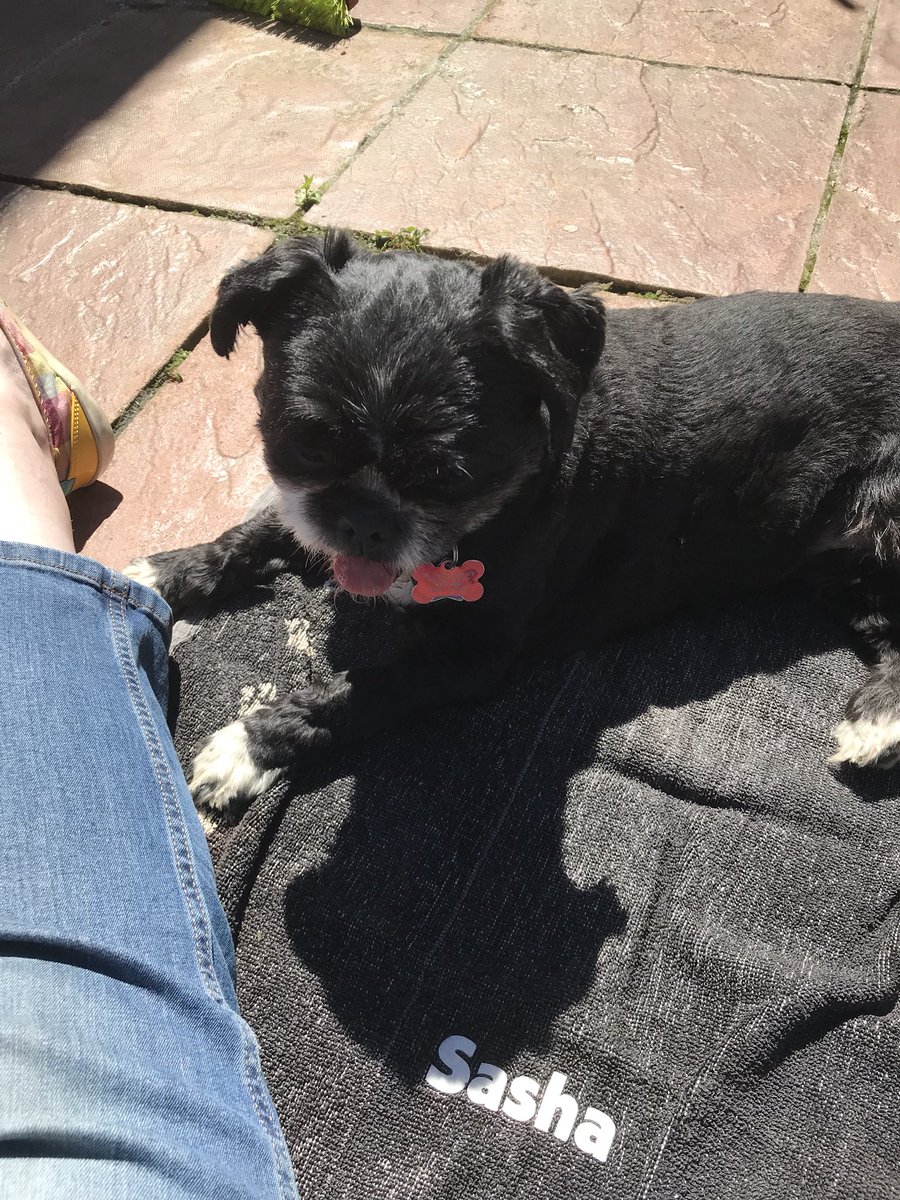 HalfPug's tweet photo. Enjoying some sun ☀️ https://t.co/eJhd1wt2DY