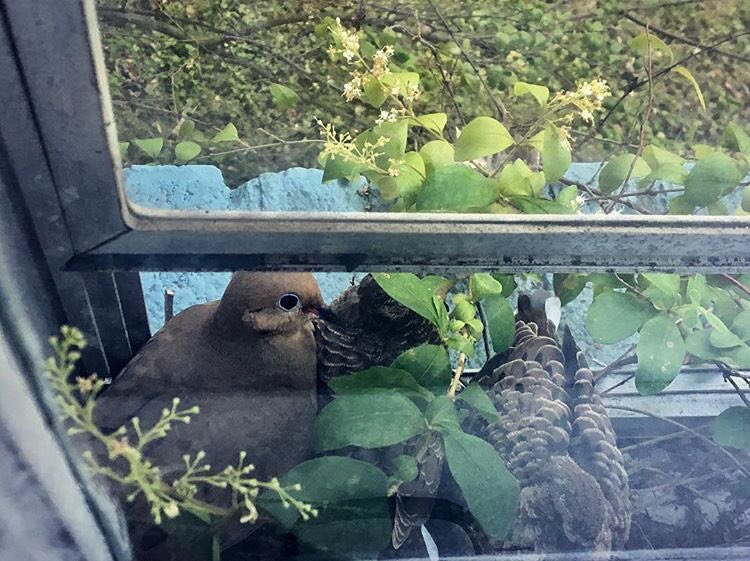 Maya’s got three birds living in her window #foreshadowing