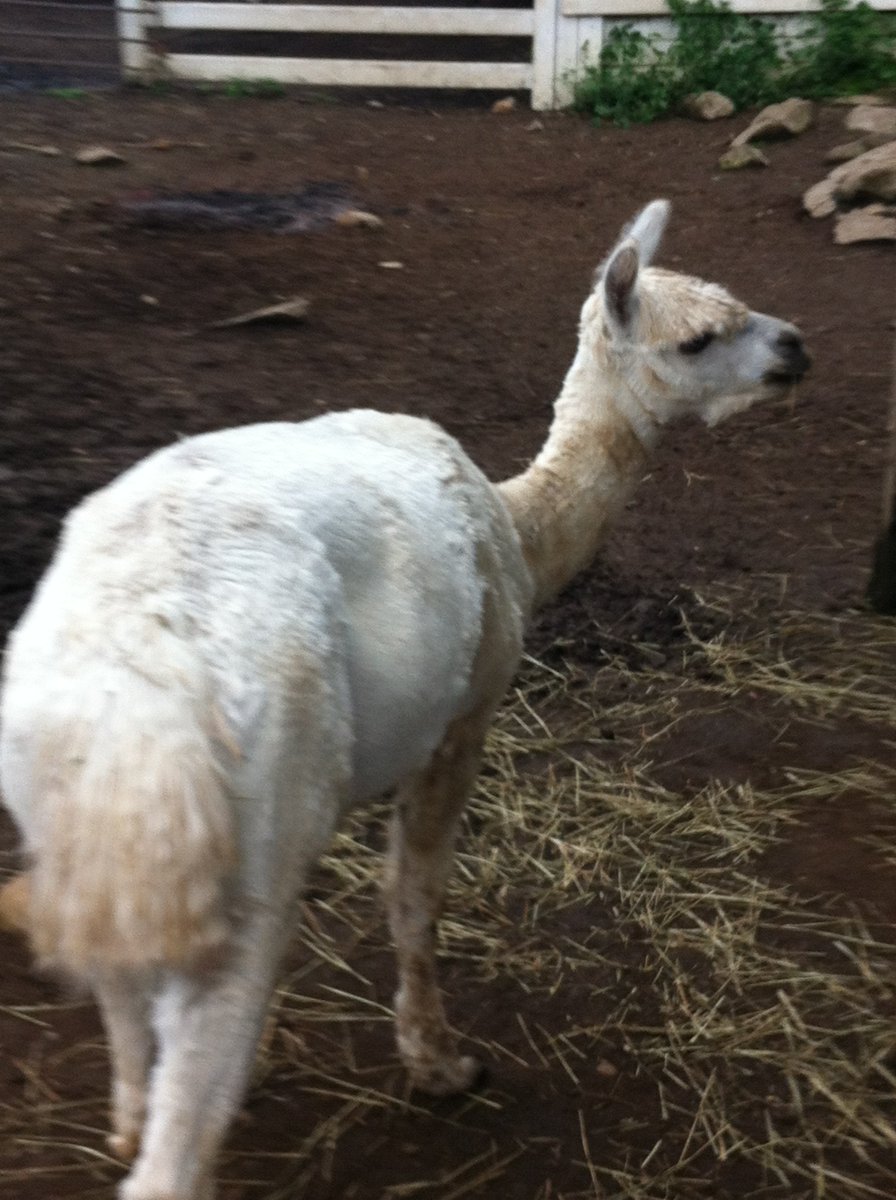 みなみおたり 那須アルパカ牧場はいいぞ 去年の画像ですが 左 この子がスリです 場内はワカイヤが圧倒的に多い 左中 アルパカとズッ友ポーズ 有料 右中 右 アニメ第3話のあの場所 那須アルパカ牧場