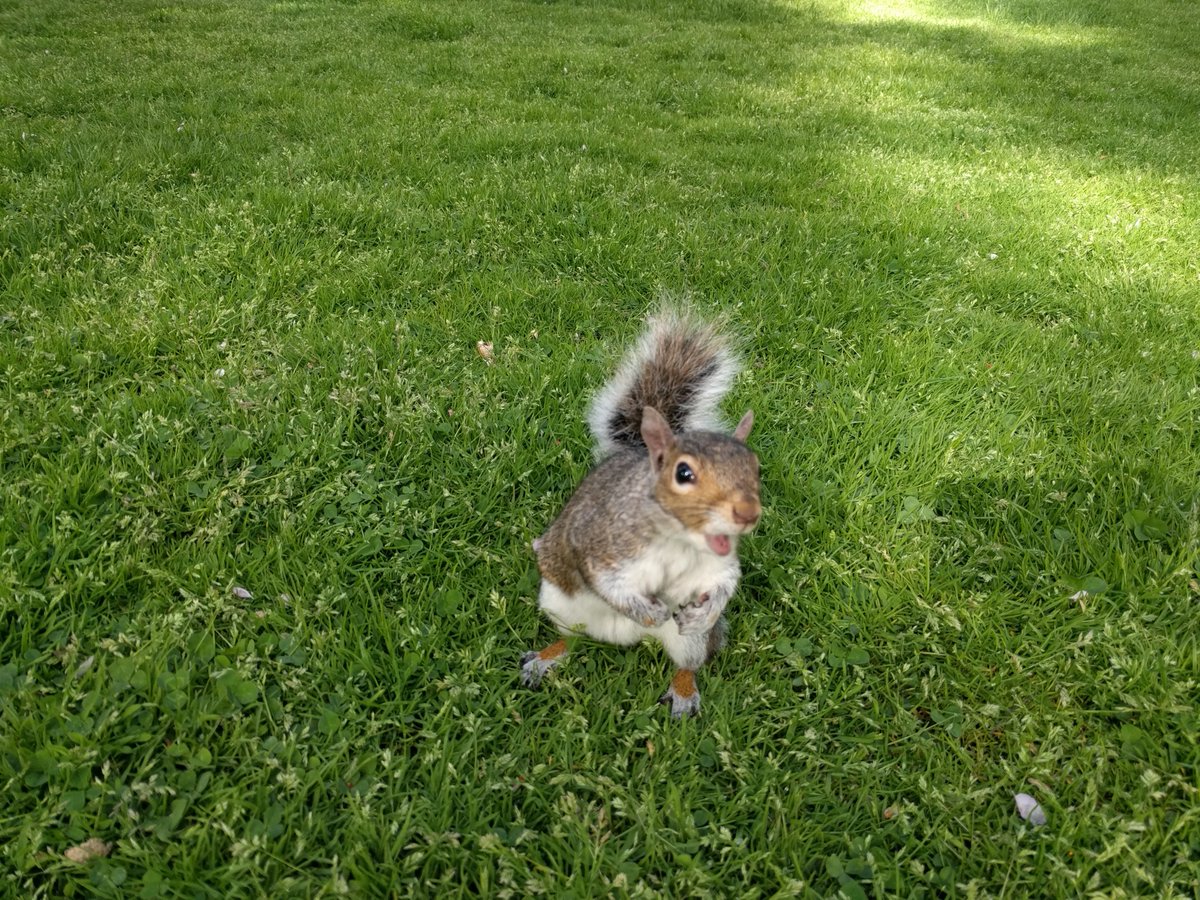 KurtKohlstedt's tweet photo. This poor (adorable) squirrel hoped my phone was edible. Also: the Public Garden in Boston is beautiful. So lovely to stay in theater districts and downtowns for this #RadiotopiaLive tour, all within walking distance of wonderful places. https://t.co/k6bQYi8efe
