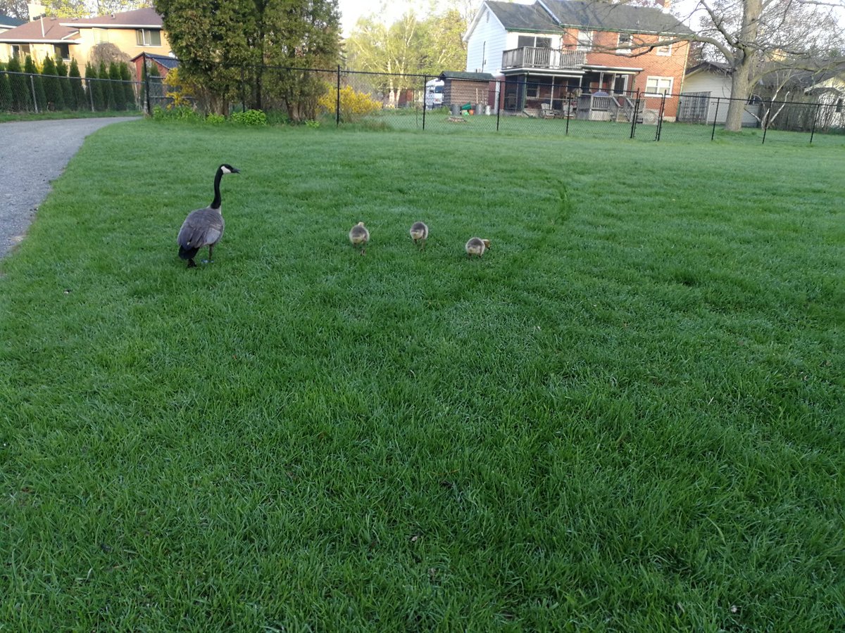 dieselRuns's tweet image. Fun morning run with @kruissr talking assistive running (guiding) for the amazing VI members of the Rarebits. Love our group and so proud to have members that can be brought in to enable these athletes in sport. 🏃🏃🏃#GoRarebits #runnerBliss