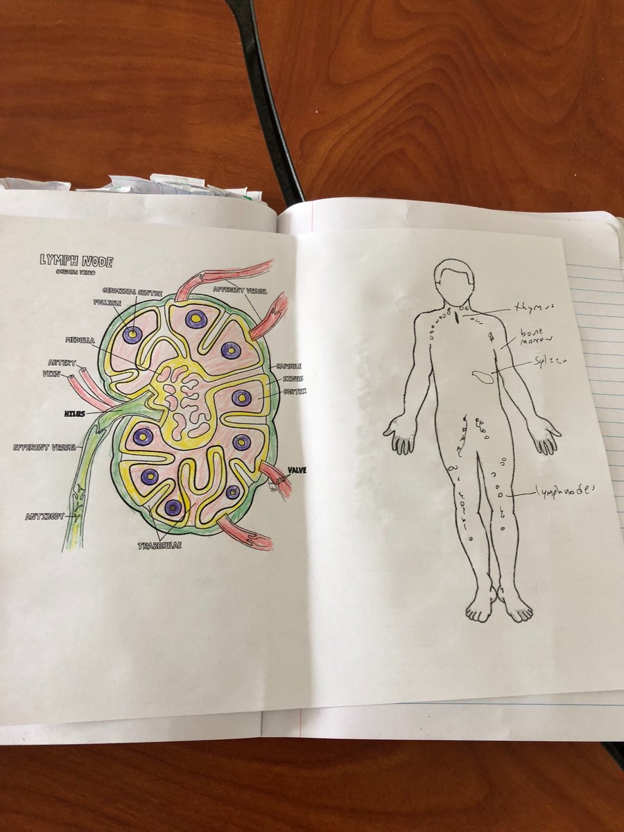 Vincent_Bio's tweet photo. #RHSBMS Lymph https://t.co/WEJJUwVWNC