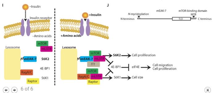 NancyRGough's tweet photo. mTORC1 signaling just got more complicated: mEAK-7 recruits mTOR to the lysosome to activate S6K2 https://t.co/LwUMzevJeS @ScienceAdvances #mTORC #cellbiology https://t.co/8SRbRBYfdx