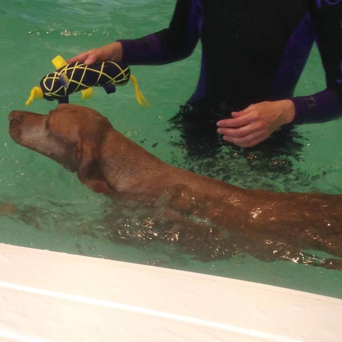 PawsitivePooch1's tweet photo. Now taking bookings from the 1st July when the doors open to the Hydrotherapy suite. If you are interested send me a message or email pawsitivek9hydro@gmail.com. https://t.co/wJCEkCq9SU