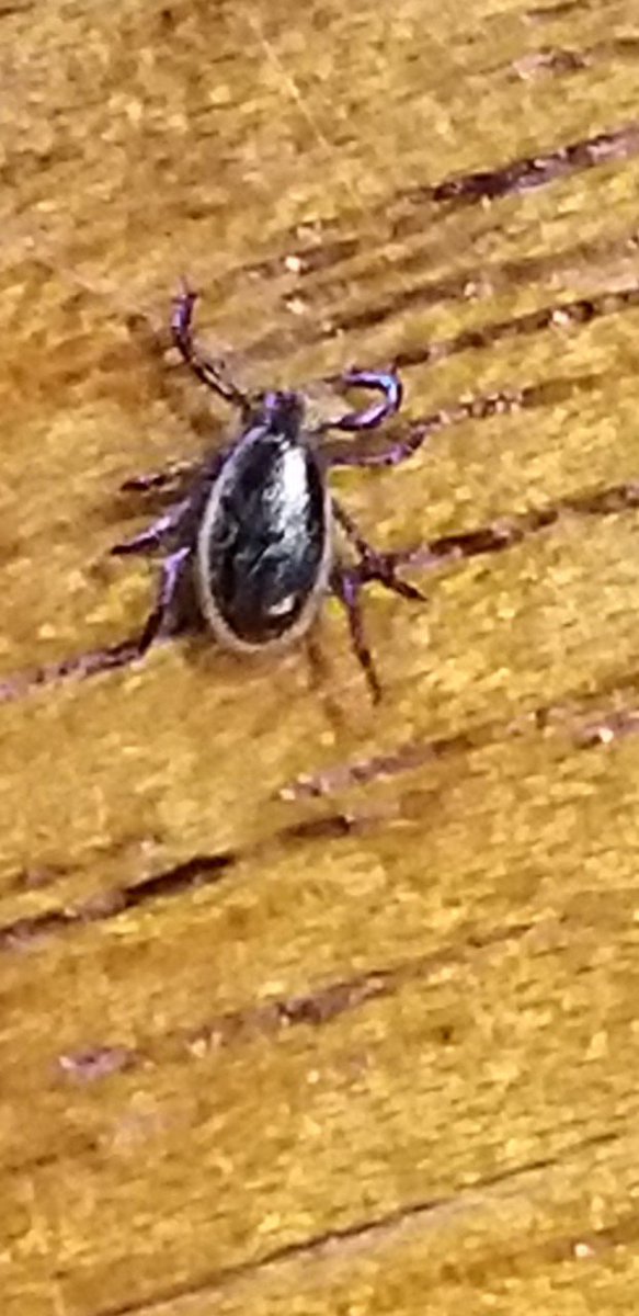 TRCA Restoration tweet media