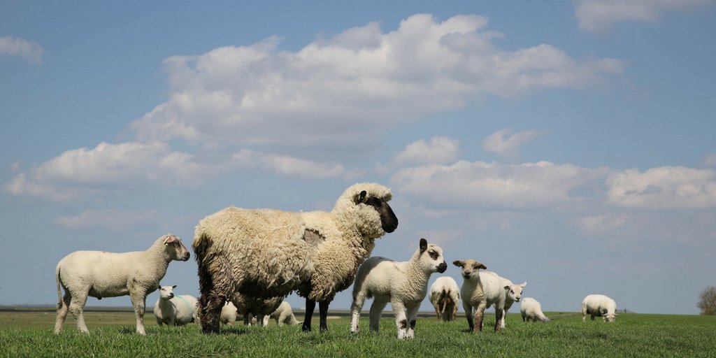 овца. бедлингтон-терьер щенок. птица баран. бараны и овцы. ягненок птиц.