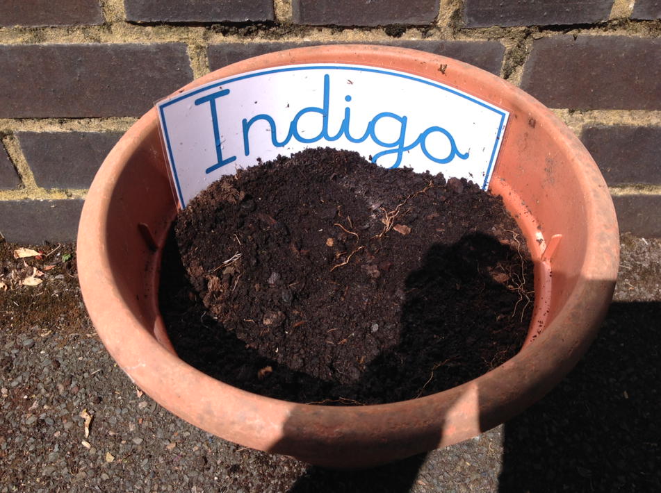 IndigoClass's tweet photo. Y2 Sunflower competition is under way... https://t.co/4AXmcWJ8MC