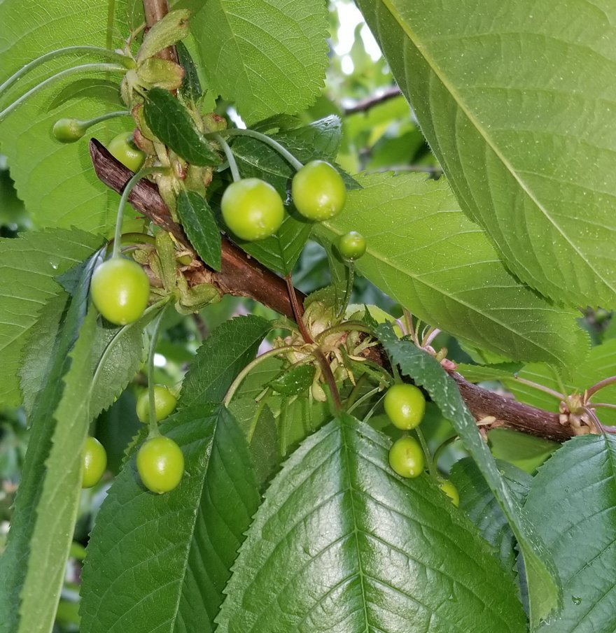bctreefruits's tweet photo. More #MondayMotivation from an orchard in #Keremeos! Little green 🍒🍒 popping up! #BCTFCherries #LookForOurLeaf #Cherries #SummerFruits https://t.co/fcyiAJa2PW