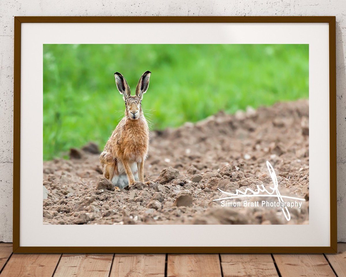 simonbrattphoto's tweet photo. Hi Guys, just adding a new Norfolk wild hare portrait, staring directly at me, to my websites. What do you think?
https://t.co/G5Bym7J3Y9
#wildlifephotography
#picturewildlife
#SupportNWT
#norfolk
#eastanglia
#BuyLocalNorfolk
#NatGeoPhotos
#wildlife
#NWF
#animalsFeed https://t.co/VfmolMipr2