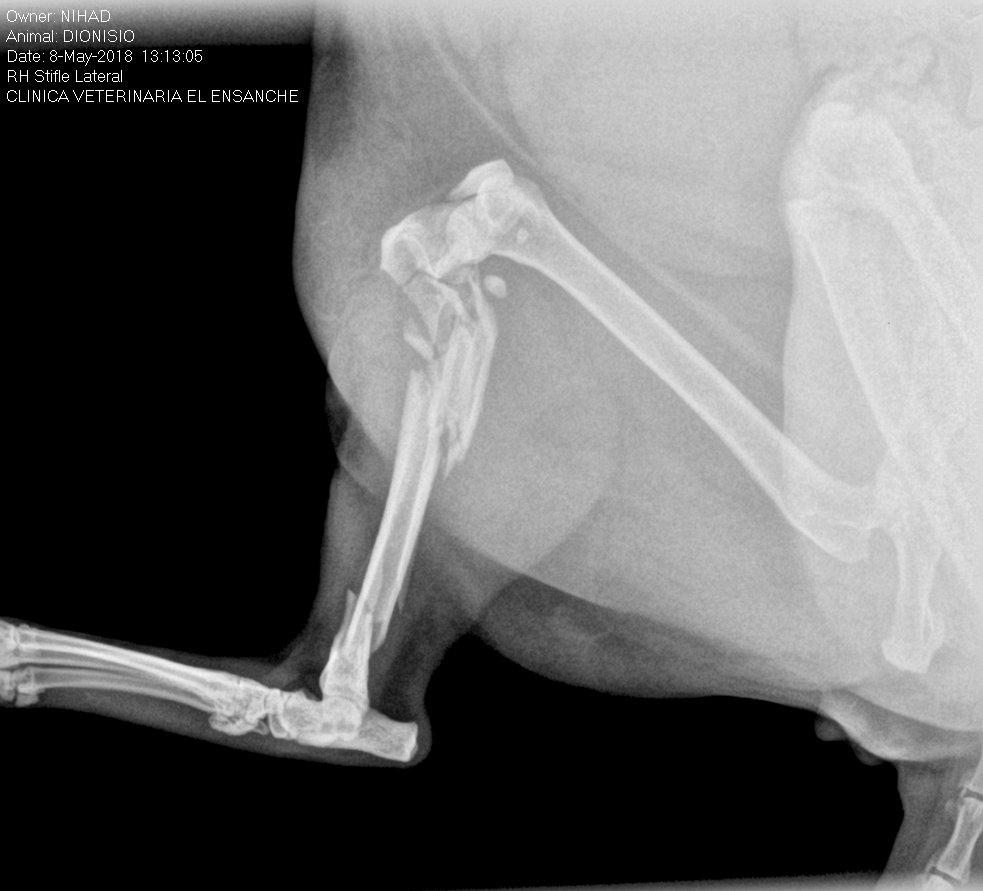 KaonChan's tweet photo. No suelo escribir por aquí, pero esta vez es necesario. Nuestro gato, Dionisio, se cayó hace una semana de un 5º. Tras la odisea de recaudar dinero para las primeras pruebas el resultado no es bueno: fractura multiple; 650e para amputar o 950 para intentar salvarle la pata. + https://t.co/xKyGEed92P