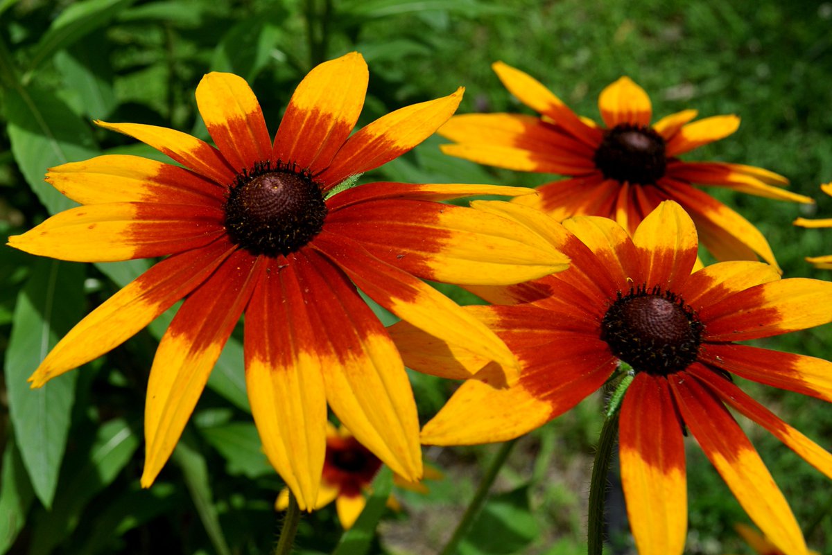 AwakeGeneration's tweet image. A flower does not think of competing to the flower next to it. It just blooms.