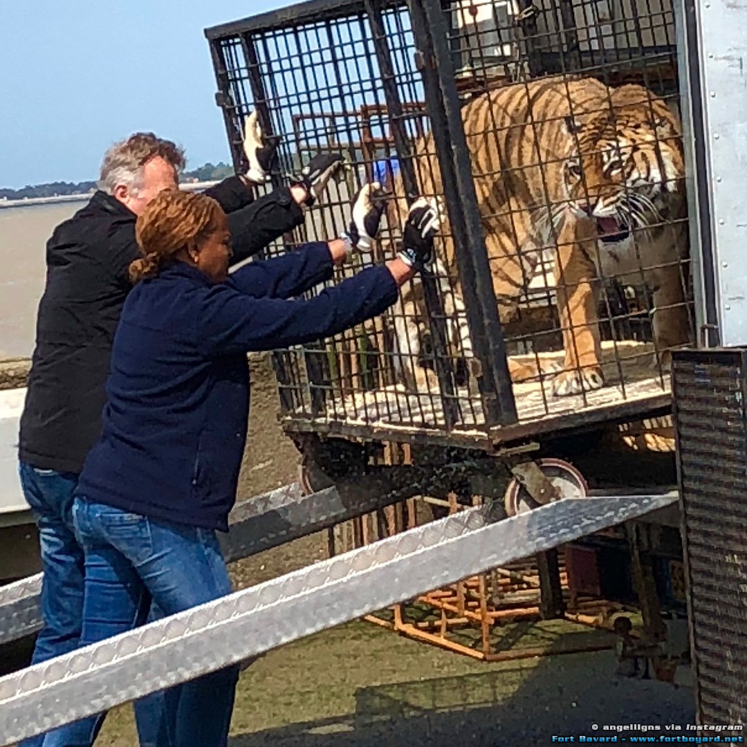 FortBoyardNet's tweet photo. 🐅 Ca sent le début des tournages : les tigres ont été acheminés jusqu'à #FortBoyard dans l'après-midi par Monique Angeon (alias Félindra) et Thierry Le Portier ! Toutes les infos en continue  ➡️ https://t.co/VuHivCqvzx https://t.co/kpuD6r4aX8