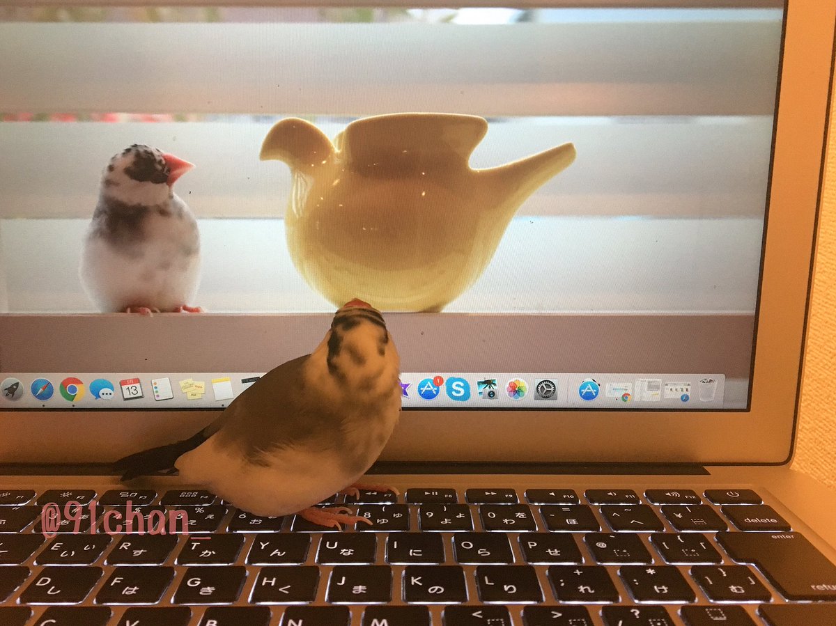 クイちゃん クイ 飼い主のノートパソコンってさ 壁紙いい趣味してるよねー 美人な文鳥がいる 文鳥 Buncho