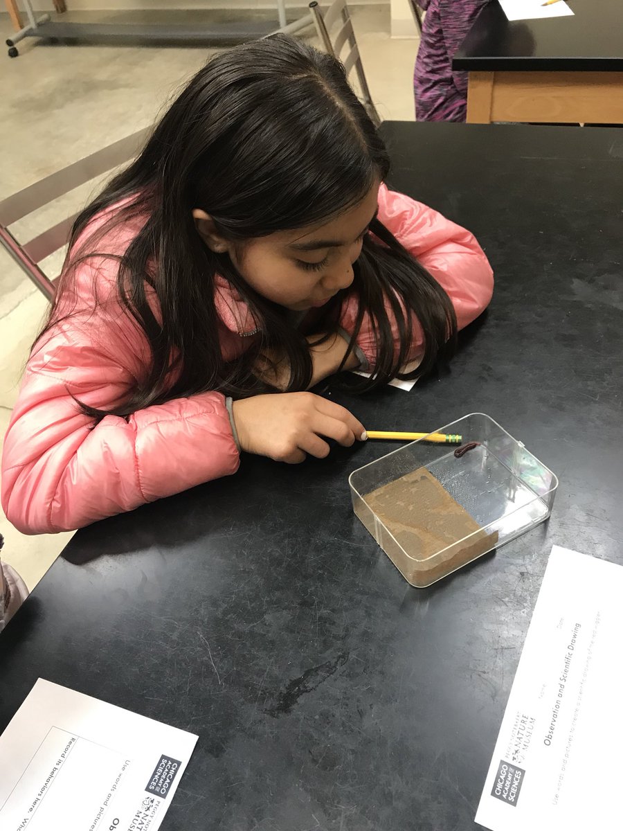 MrsAirdo's tweet photo. My scientists investigating red wiggler worms on our field trip to the Peggy Notebaert Nature Museum. #d84ontrack @D84North https://t.co/NW4DlicBos