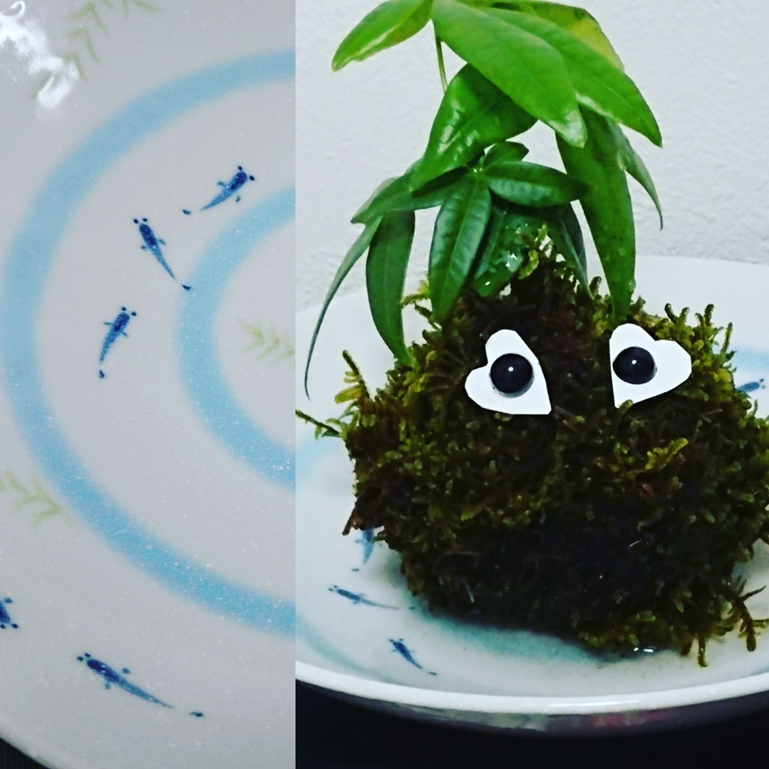 きりり 無印良品で苔玉を作ってきた 泥んこ遊びみたいで楽しかったぁ 目玉をハート にしてみた しかし苔玉を入れる適当なお 皿がない それで百均に見に行ったら これからの季節にピッタリの涼しげなお皿を見つけた 苔玉君ようこそ我が家へ Amp