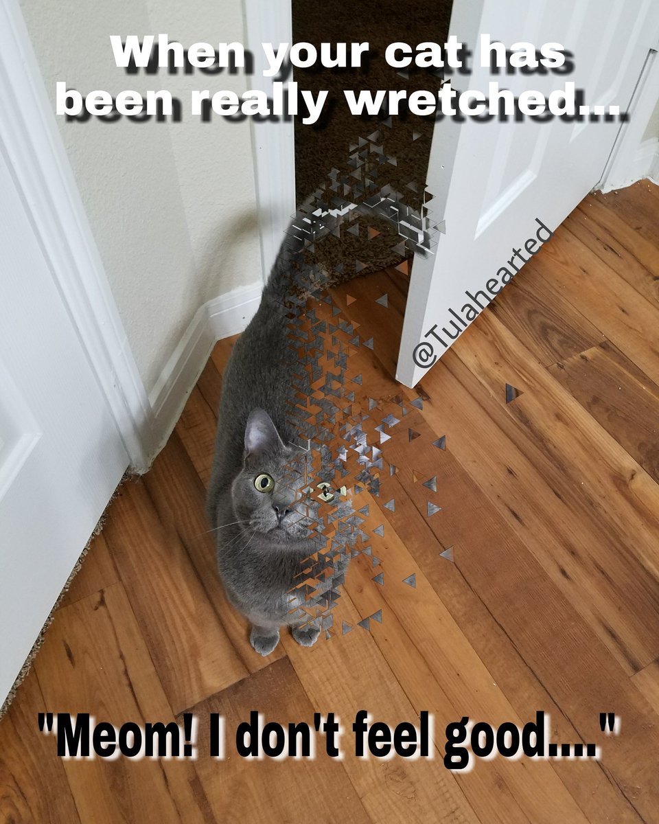 Tulahearted's tweet photo. #avengersinfinitywar #avengers #avengersmemes #avenger #badkitty #badcat #catsofinstagram #catsofworld #catsofinsta #cats #cat #warriors #wretched #ratchet #meow #meowmeow #mothersday #mother #mom #momlife #motherhood #kitty #kittycat #kittykitty #hilarious #Timeless https://t.co/1ZaH4BbPMQ