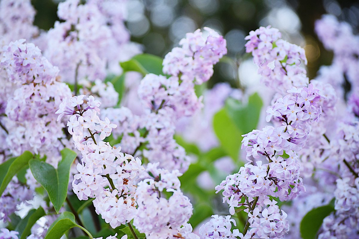lorepatterson's tweet image. I'll admit ..... I'm a bit tipsy drinking in the intoxicating fragrance of these gorgeous lilacs #Garden #Flowers #gardenphotography #gardenbloggers #gardenchat #gardens