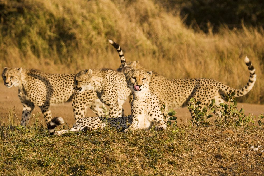 British Airways have just announced their new route from London to Durban in South Africa, all majestic mountains, sandy beaches and wildlife-rich game reserves of KwaZulu-Natal. Inspired? Check out our tailor-made itineraries starting in Durban bit.ly/2KmmXJq