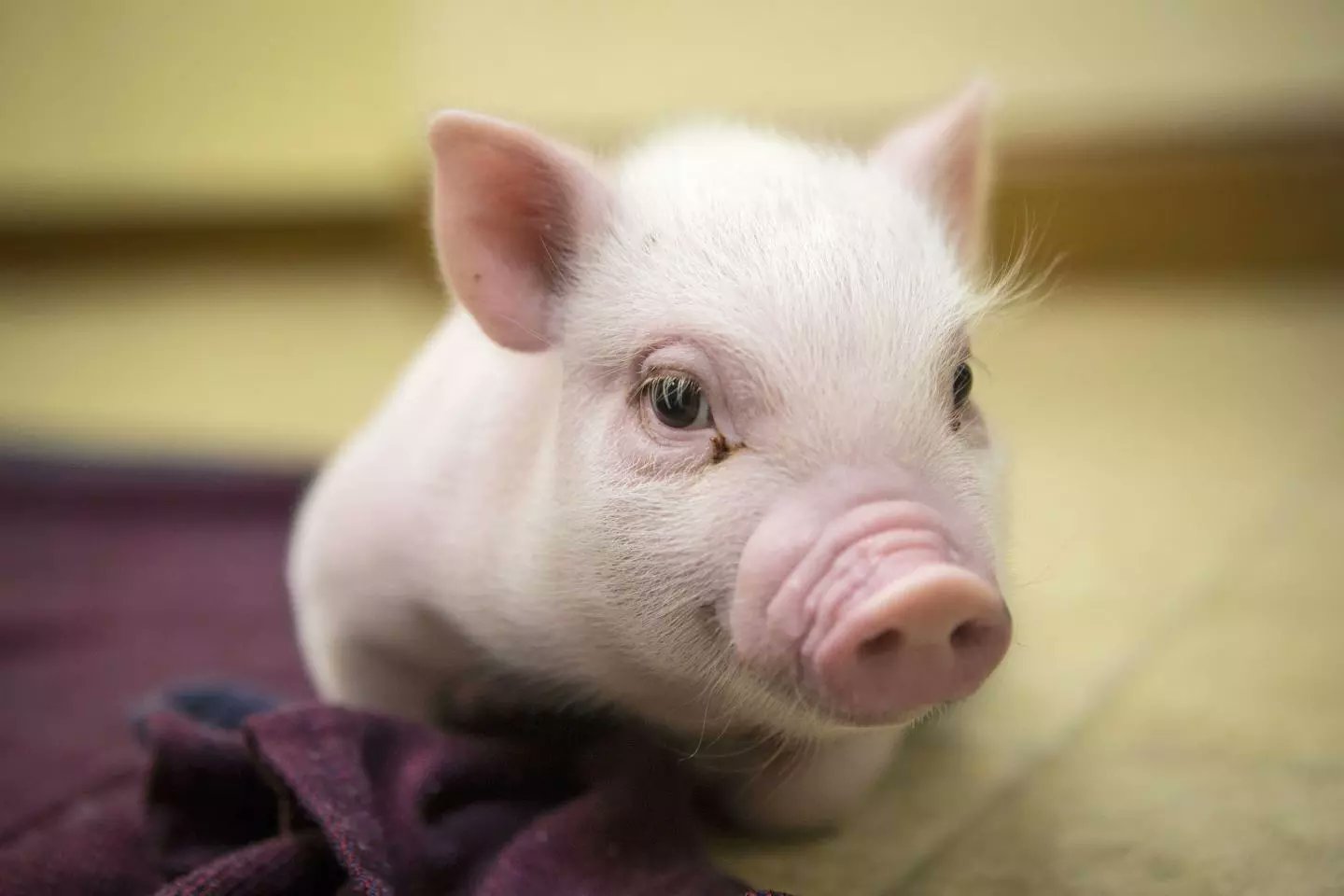 Baby pig pet 2025