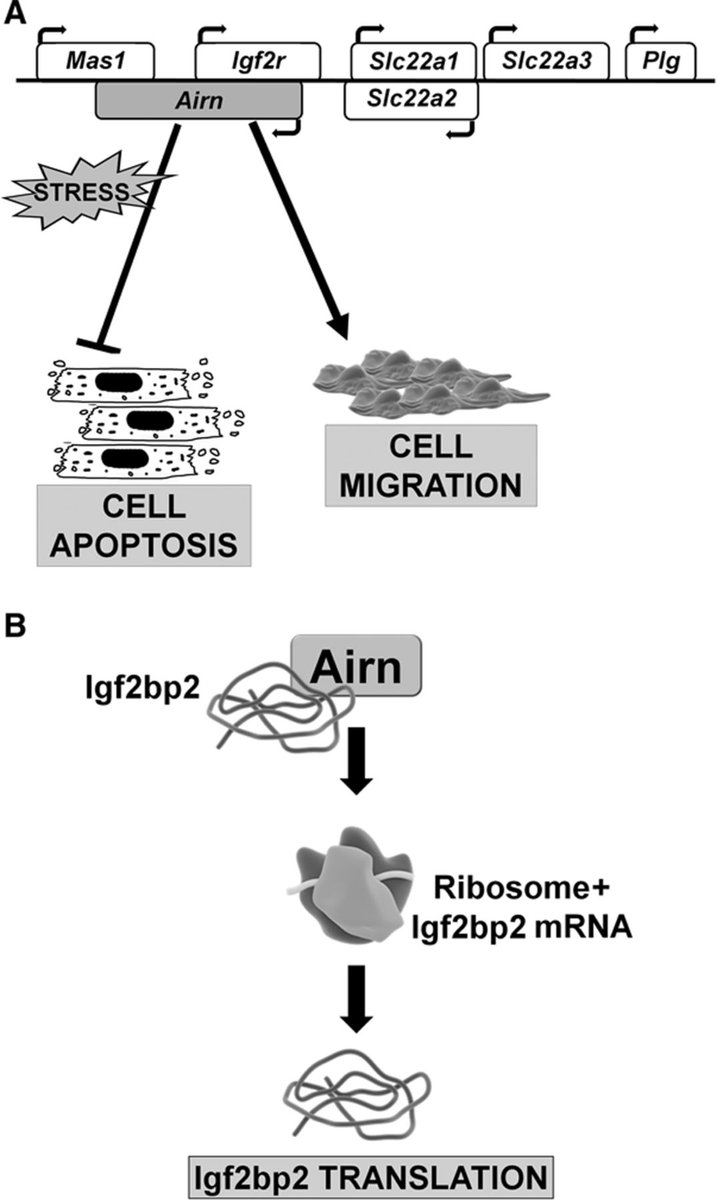 CircRes's tweet photo. EDITORIAL:  Airn Long Noncoding RNA Regulates Cardiomyocyte Resistance to Stress and Igf2bp2 Translation  https://t.co/xGA29RoIMa  

#Airn #MolecularCardiology #Cardiology #RNA #Cardiomyocytes #HeartResearch #HeartFailure #myocardialInfarction #CardiovascularResearch https://t.co/hc1cAwAhLZ