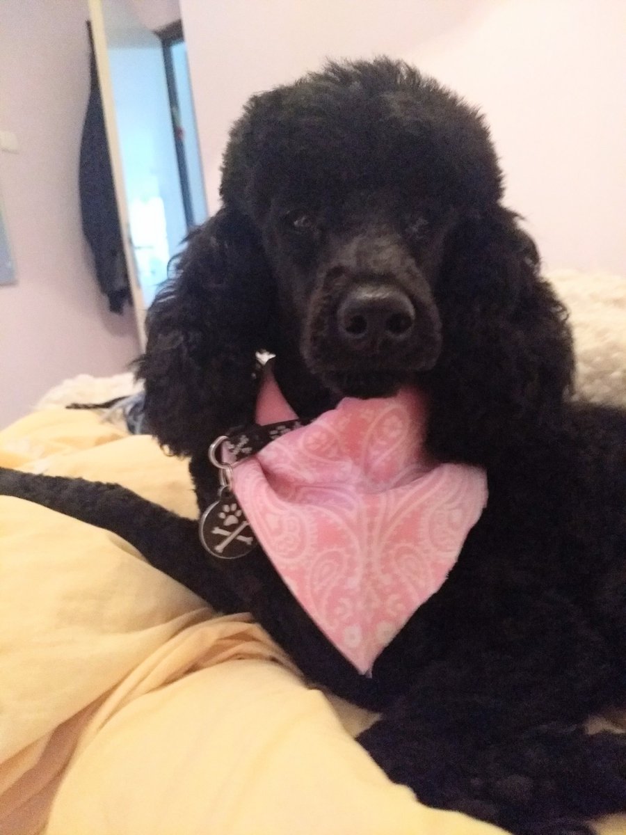 poodle_lyfe's tweet photo. The tag says #piratedog but the bandana says #princesspoodle #ninaisapoodle #minipoodle https://t.co/Rs2qzOlwYq