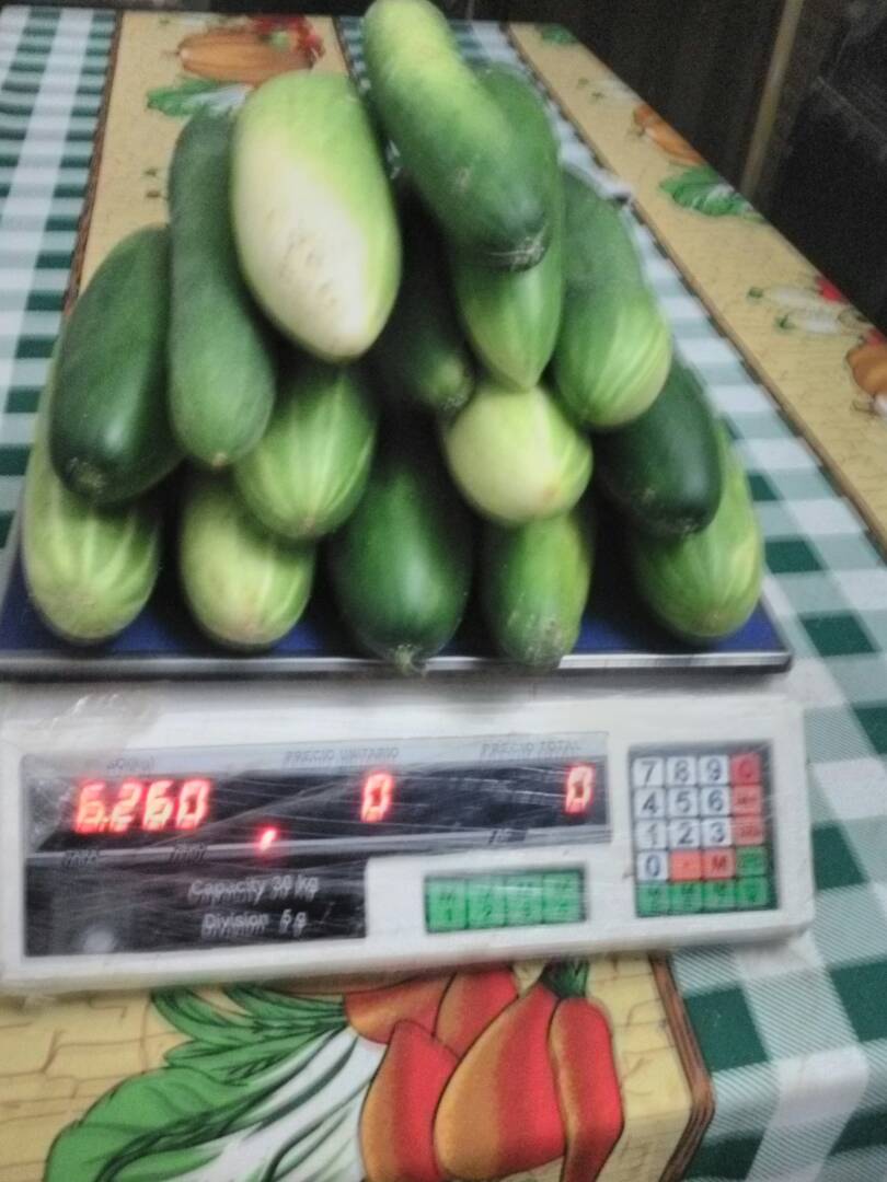 Municipio2's tweet photo. Conuco Escolar EB "Gran Mariscal de Ayacucho" Calabozo #Guárico fortalece la Escuela Productiva @NicolasMaduro @JauaMiranda @GiselaLaraToro @MPPEDUCACION @josemvasquez @munozeducguaric #SiQuieresProsperidadVota https://t.co/7bVy5Rek13
